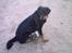 Blanding af racer Trine (Rip d. 24/5-2019) - en kat!!!! hvor???