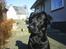 Labrador retriever Sofus (Formel 1) - Hov hvad skete der, der?