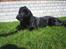 Labrador retriever Sofus (Formel 1) - What!? Hvis jeg bare spiller dum så synes hun jeg er så sød.