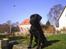 Labrador retriever Sofus (Formel 1) - Det er det jeg siger. Jeg ER En meget fotogen hund