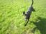 Labrador retriever Sofus (Formel 1) - Who said "jug ears"?