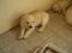 Golden retriever Louis - De behøver nu ikke at vække mig i min middagslur, jeg flytter jo snart hjem til dem