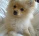 Pomeranian Chili <3