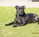 Staffordshire bull terrier MILLE-HUNDEN