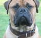 Bullmastiff Kenzo