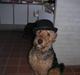 Airedale terrier Beau's Bon Garcon 