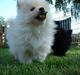 Pomeranian Alf