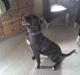 Amerikansk bulldog Frida