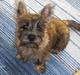 Cairn terrier Bellos