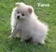 Pomeranian Floffy (Elfie)