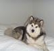 Alaskan malamute Gilza/aya