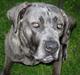 Cane corso jayna