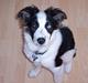 Border collie Nico
