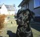 Labrador retriever Sofus (Formel 1)