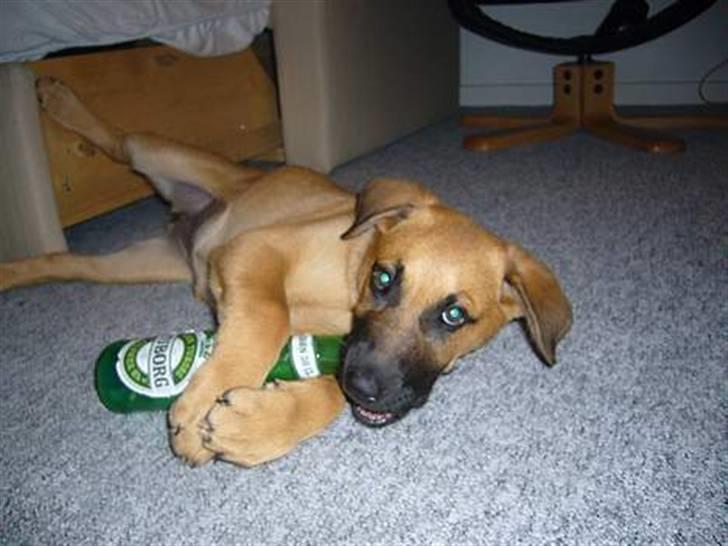 Blanding af racer Mika billede 1