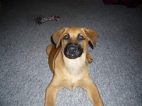 Blanding af racer Mika billede 2