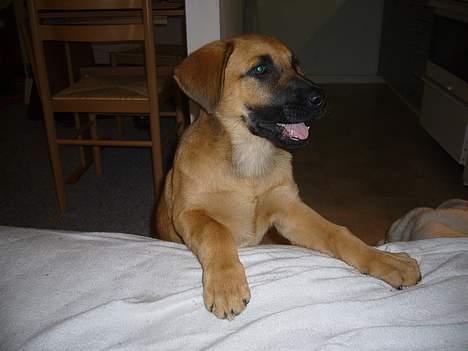 Blanding af racer Mika billede 3