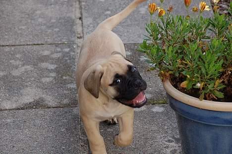 Bullmastiff Bullsaint's afra  billede 9