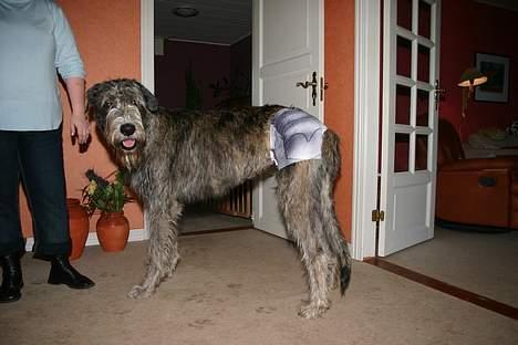 Irsk ulvehund Sirius - Alternativ til "lampeskærm" efter operation  (13 mdr) billede 17