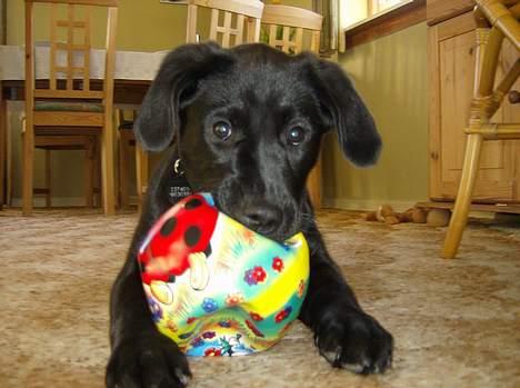 Labrador retriever Freja billede 9