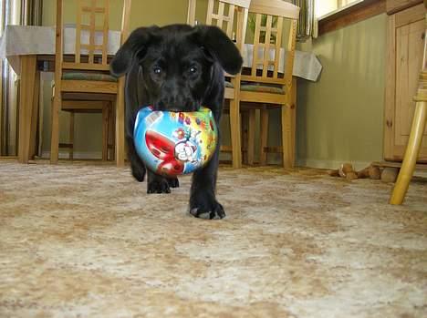 Labrador retriever Freja billede 10