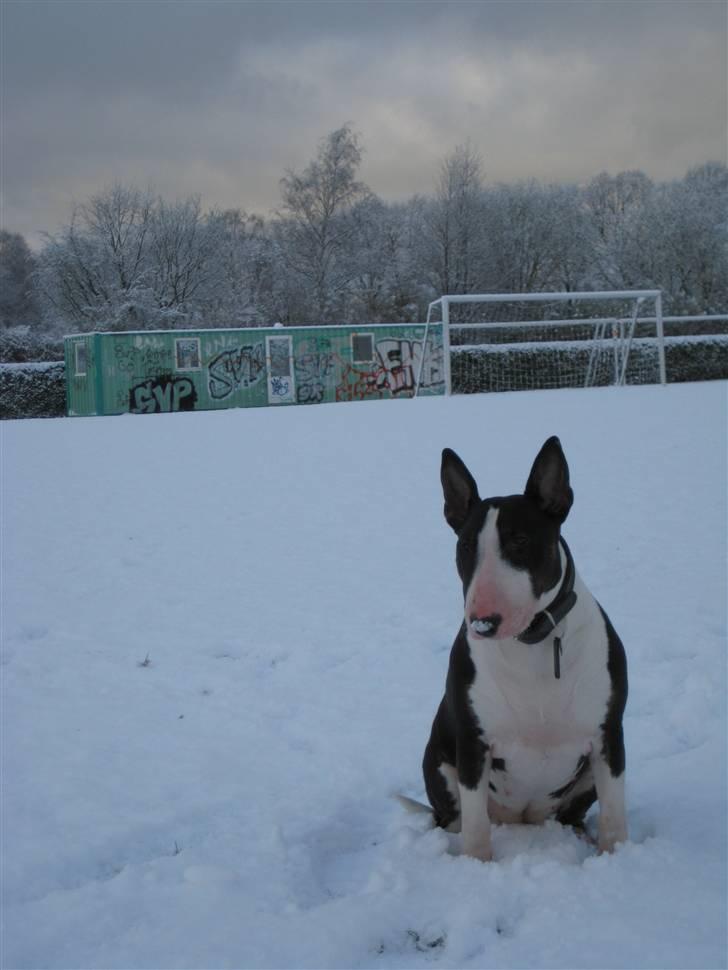 Bullterrier CIRKELINE billede 5