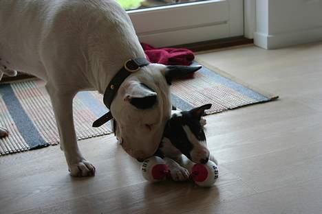 Bullterrier CIRKELINE - kærlighed billede 6