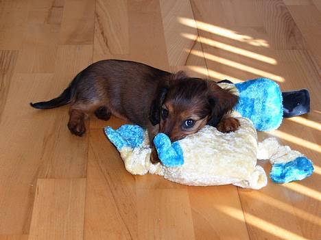 Dværggravhund Tulle RIP november 2012 - MIN BAMSE!!!!!!!!!!!!!!!!!!!!!!!!!!! billede 8