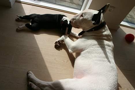 Bullterrier CIRKELINE billede 7