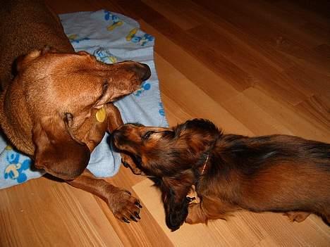 Dværggravhund Tulle RIP november 2012 - Selv om du er bedstemors hund, skal du ikke tro du skal hugge mit tæppe....... billede 9