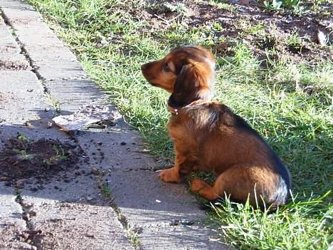 Dværggravhund Tulle RIP november 2012 - PYHH jeg tar lige en slapper..... Det er da mega hårdt at grave roser op.... billede 10