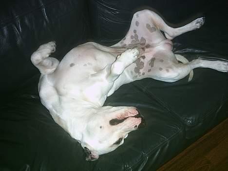 Amerikansk staffordshire terrier Bobby billede 15