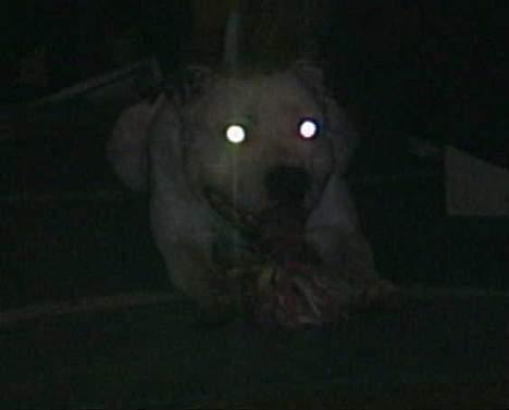 Amerikansk staffordshire terrier Bobby billede 16