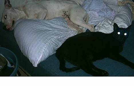 Amerikansk staffordshire terrier Bobby billede 17