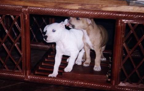 Amerikansk staffordshire terrier Bobby billede 18