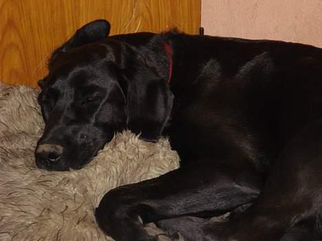 Blanding af racer Fie - Uha som det trætter at holde styr på en hel bondegård... ;O) billede 6