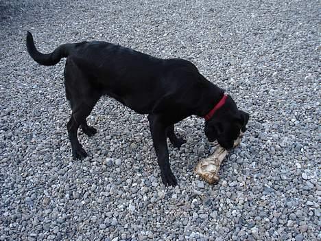 Blanding af racer Fie - "POSTEN´s" lårben tar´ tid, men er en lækker go´bid´ ;o) billede 7