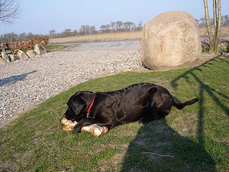 Blanding af racer Fie - Fie´s  >>aller-bedste<< eje er lårbenet fra vores afdøde limousine avlstyr. billede 8