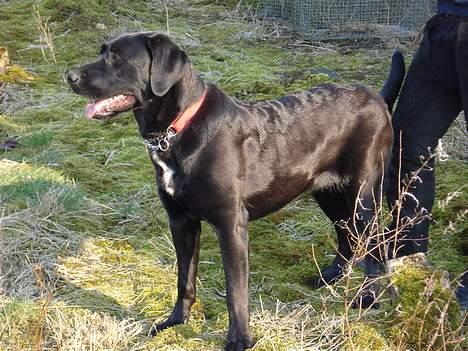 Blanding af racer Fie - "BAKKELY´s" skønhed Fie. billede 9