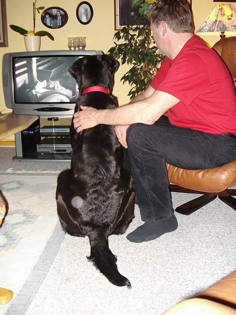 Blanding af racer Fie - Fie ser video af sig selv og de andre dyr på Bakkely... :o) billede 10