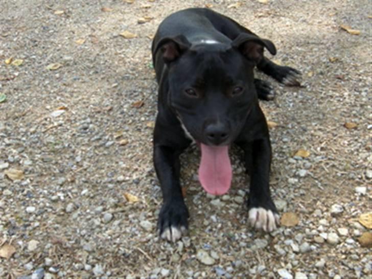 Staffordshire bull terrier Eya billede 8