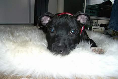 Staffordshire bull terrier Eya billede 9