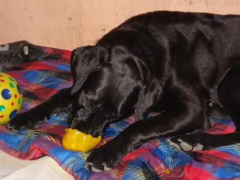 Blanding af racer Fie - Uhmm bedre go´ bidder end rød/gul peber frugt findes altså ikke. billede 12