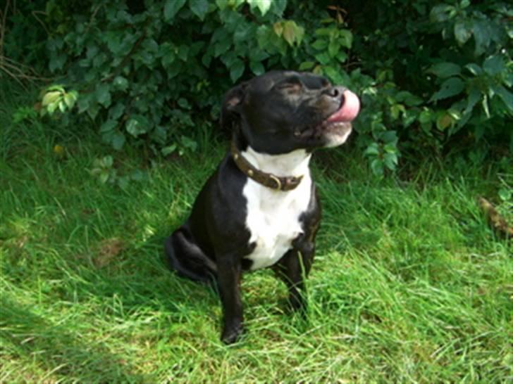 Staffordshire bull terrier Eya billede 10