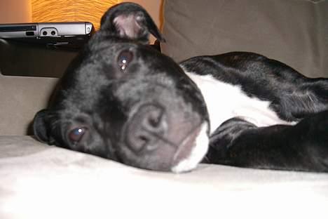 Staffordshire bull terrier Eya billede 11