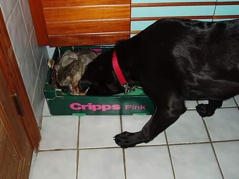 Blanding af racer Fie - Fie er jordmor hos sin bedste veninde katten Mille. billede 13