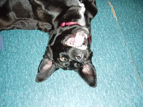 Blanding af racer Fie - Hi hi, se mine bisser.. billede 14