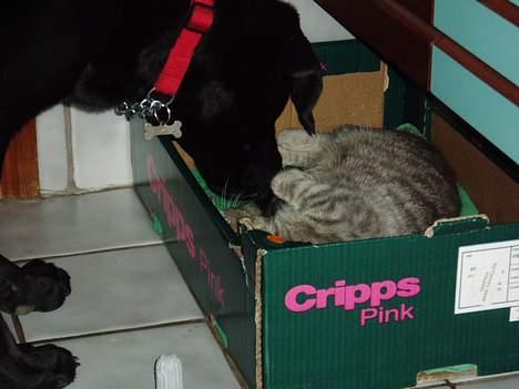 Blanding af racer Fie - Fie hjælper Mille med at slikke  og passe 4 nyfødte killinger.. billede 15