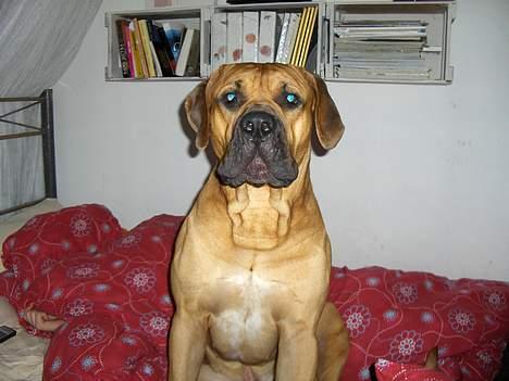 Boerboel sakai billede 1