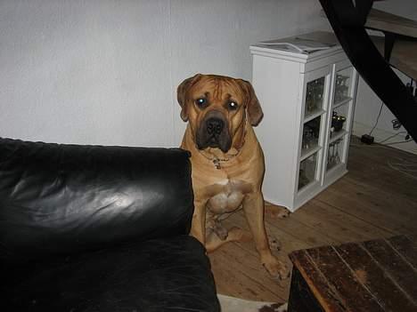 Boerboel sakai billede 2